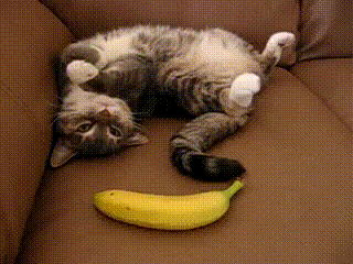 http://img.atelier801.com/1da4f0a0.gif