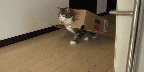 http://img.atelier801.com/26a4f132.gif