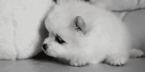 http://img.atelier801.com/5124f0a2.gif