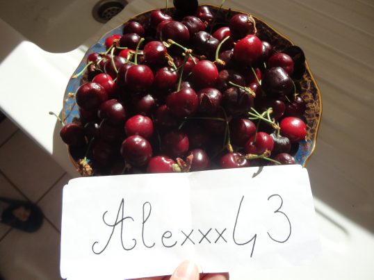 http://img.atelier801.com/9424f0b0.png