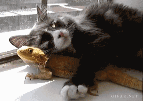 http://img.atelier801.com/9aa4f0b3.gif