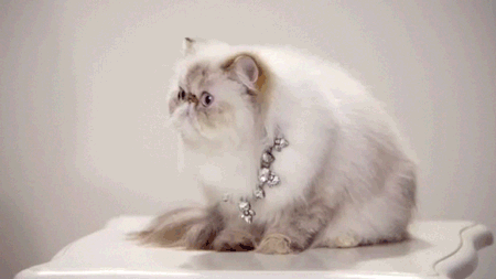 http://img.atelier801.com/a1a4f37f.gif