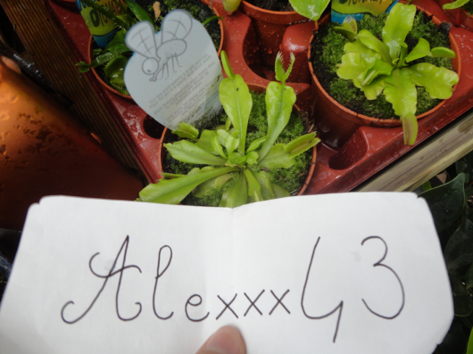 http://img.atelier801.com/a9a4f0b0.png