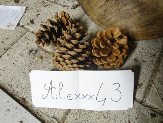 http://img.atelier801.com/aa24f0b0.png