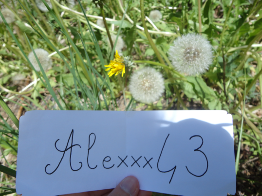 http://img.atelier801.com/aaa4f0b0.png