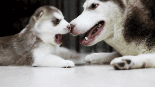 http://img.atelier801.com/ac24f1b6.gif