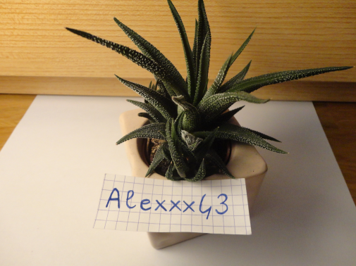 http://img.atelier801.com/d8a4f090.png