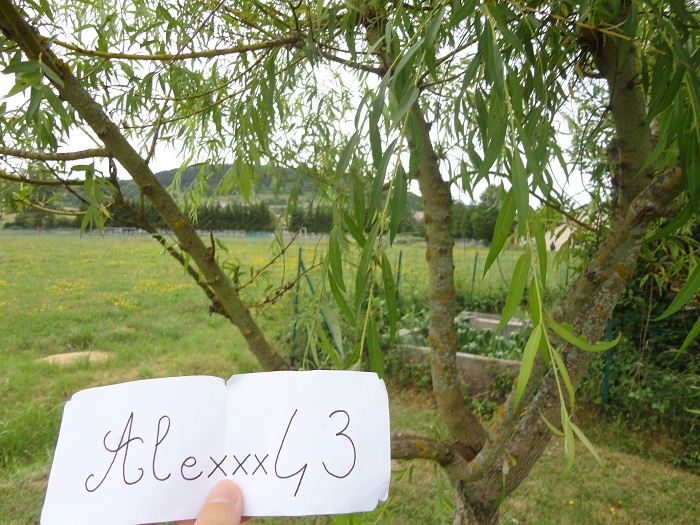 http://img.atelier801.com/e124f0ca.jpg